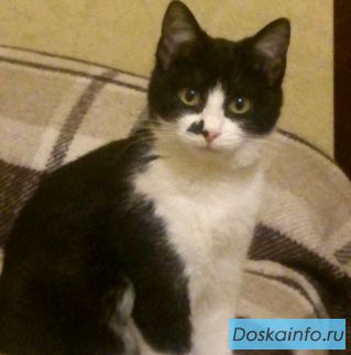 Отдам котенка