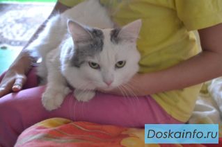 Котик ищет новый дом.