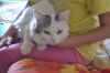 Котик ищет новый дом.
