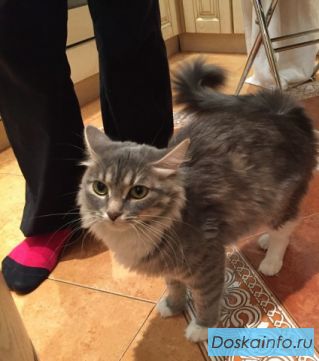 Отдадим в добрые        руки кошку