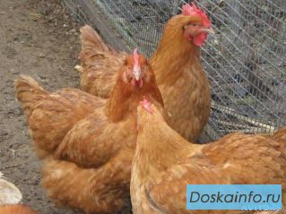 Куры несушки, молодки, петушки, цыплята