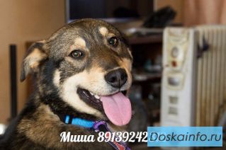 Пес Миша