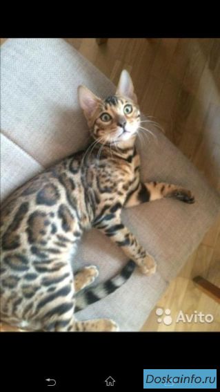 Вязка с Бенгальским котом