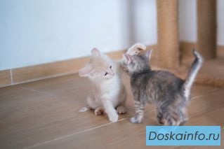 Две котёнки