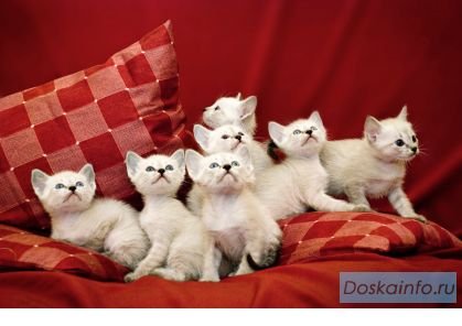 Тайские котята, родились 29 сентября 2009