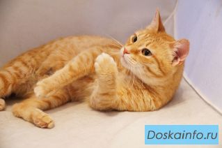 Солнечно-рыжая кошка Авдотья в добрые руки