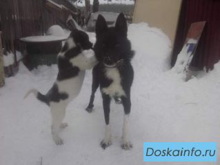Продам щенки русско-европейской лайки