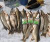       FishHungry - зимняя рыбалка