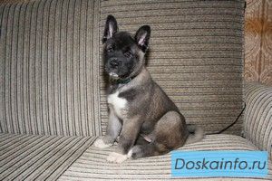 Щенки Американской Акиты.