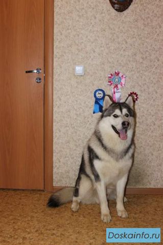 Вязка кобель