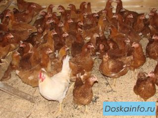 Продажа кур молодок