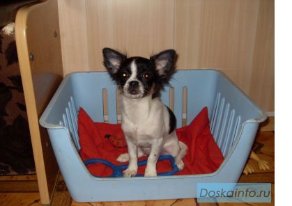 Чихуахуа 5мес.