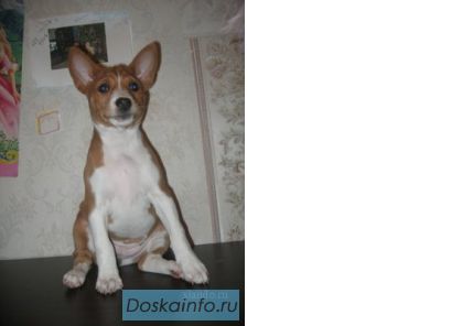 Басенджи