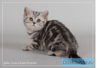 Котята британские