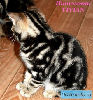 Британские котята  из питомника VIVIAN.