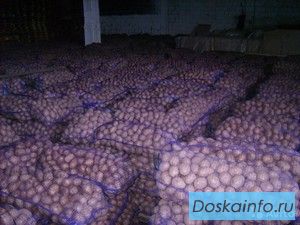 Продовольственный картофель