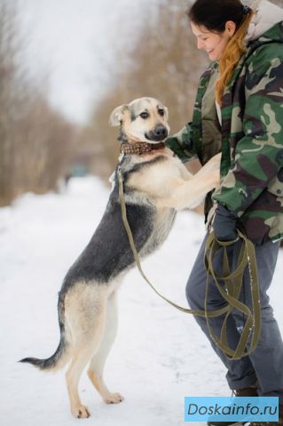 Клио - нежная и ласковая девочка, метис восточно-европейской овчарки в дар