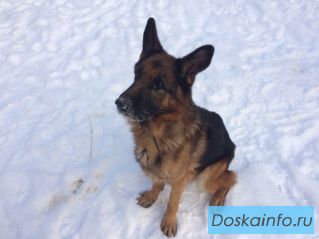 Арго - породный кобель немецкой овчарки в дар