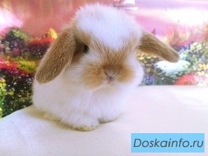 Большой выбор декоративных кроликов в питомнике ЗУ