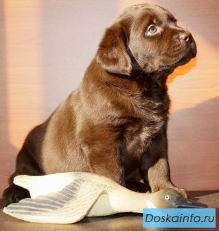 Щенки лабрадора с клеймом и документами