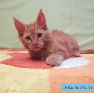 Мейн-кун котята от чемпиона Мира и чемпионки России