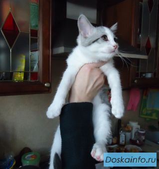 Котенок - радость в доме!