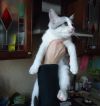 Уменьшенная картинка