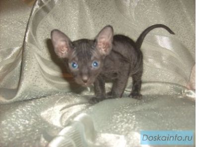 Донской сфинкс,котята!