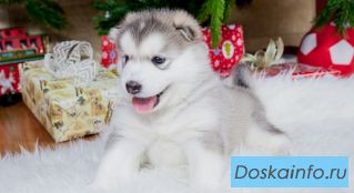 Щенки Аляскинского маламута для дома и выставок
