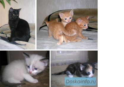 Отдам котят
