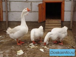 Гусиная ферма