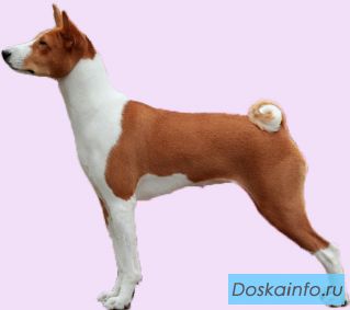 Помогите найти! Пропала собака породы Басенджи! Вознаграждение!    