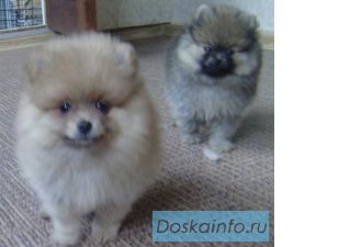Померанский шпиц