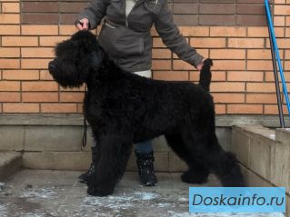 Русский Черный Терьер щенки