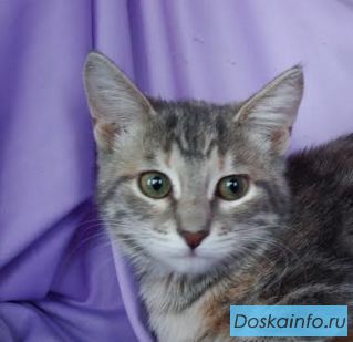 Грациозная кошечка в дар
