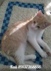 Рыжий котенок Кай