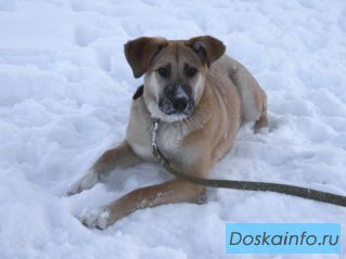 Ласковая собака в дар