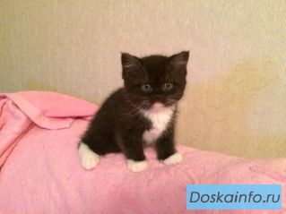 Британская кошечка биколор
