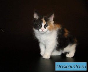 Котята курильского бобтейла