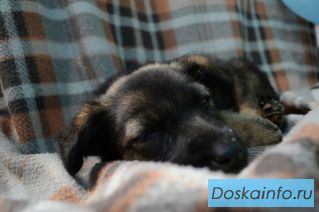 Собачка Джени ищет семью