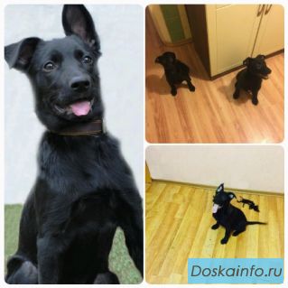 Щенки - угольки в поисках дома