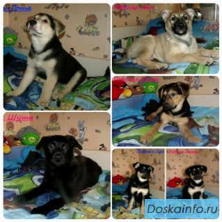 Щенодетки в поисках дома