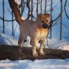 Уменьшенная картинка