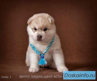 Породные щенки знаменитого питомника РКФ