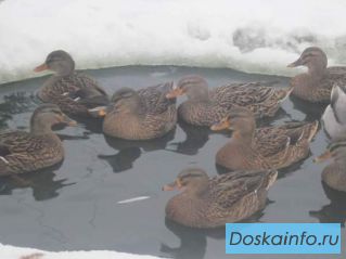 Утки подсадные и селезни