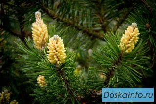 Саженцы сосны обыкновенной из грунта