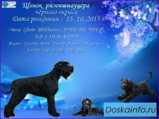 Щенки ризеншнауцера