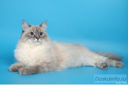 Президентские котята