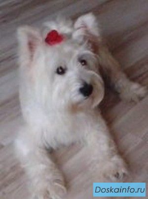 Пропала собака
