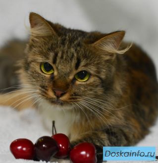Роскошная Патриссия ищет хозеяв! Кошка в дар